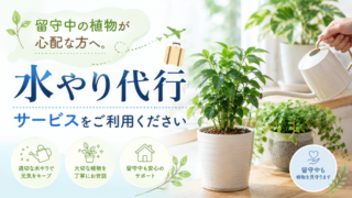 留守中の植物が心配な方へ。水やり代行サービスをご利用ください